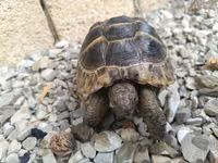 UMUMI QIYMETDIR!!! Araliq deniz Tisbagalari 🇦🇿 Azərbaycan dili: 🐢 4 — Foto 4