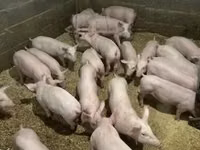 Porcs (lot, sexe non indiqué) — photo 6