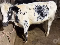 İnek, Russian Black pied cattle — foto 3
