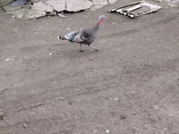 Turkeys — zdjęcie 2