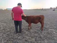 Vaca, Vaca da estepe vermelha — foto 5