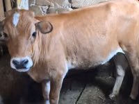 Krava, Simmental cattle — foto 2