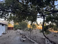 Chickens — zdjęcie 7