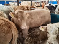 Bovins (lot, sexe non indiqué), Simmental cattle — photo 3