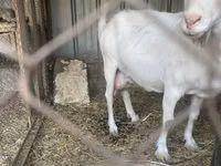 Cabra, Saanen goat — foto 5