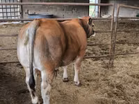 Bulle, Partenaise cattle — Foto 1