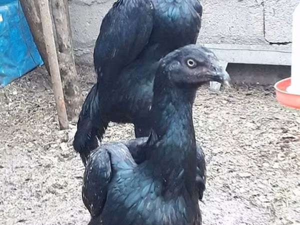 Gallinas Shamo
