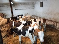 牛只（批次，未指定性别）, Simmental cattle — 照片 7
