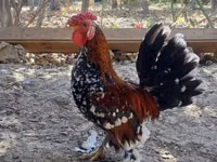 Chickens — الصورة 5