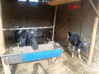 गाय, Russian Black pied cattle — फ़ोटो 2