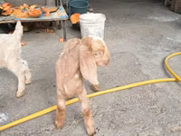 山羊（批次，未指定性别）, Beetal goats — 照片 7