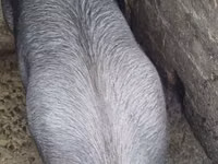 Sow, Pigs — photo 3