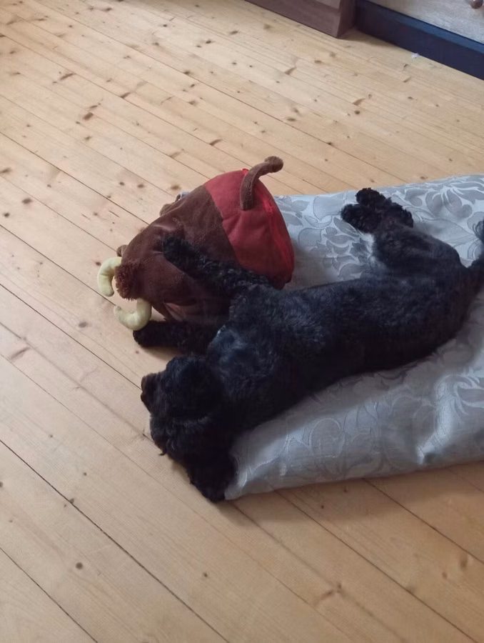 1 yaş 7 aylıq Maltipoo cinsi cütləşdirmək üçün dişi axtarılır hər şeyi