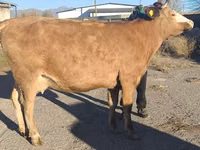 Vaca, Simmental cattle — foto 6