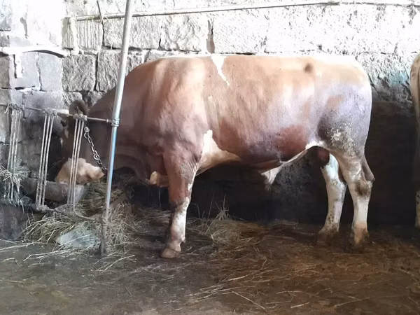 Bulle, Simmental cattle