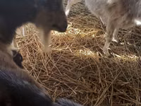 თხა, LaMancha goats — ფოტო 3