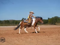 Айғыр, Pinto horses — 3-сурет