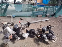 Chickens — foto 1