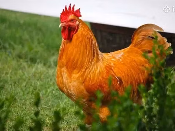 Chickens — Armaniston