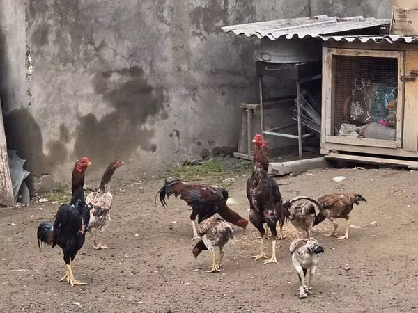 Шамо тауықтары