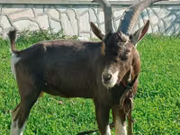 பெண் வெள்ளாடு, Toggenburg goat — புகைப்படம் 2
