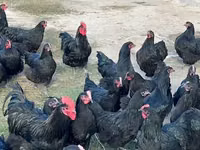 Australorp — photo 6