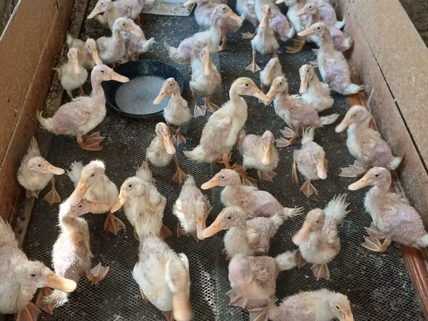 Ducks — Azerbaijão