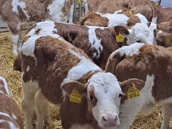 İribuynuzlu mal-qara (partiya, cinsi göstərilməyib), Simmental cattle