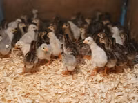 Guinea fowl — foto 4