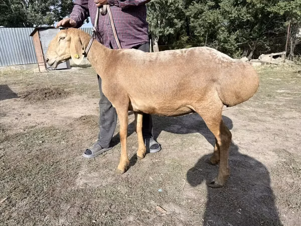 母羊, Arashan sheep