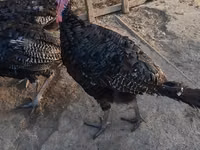 Turkeys — foto 3