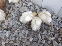 Chickens — foto 3