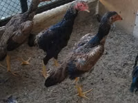 Gallinas Shamo — foto 2