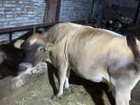 İnək, Simmental cattle — foto 3