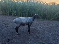 ஆண் ஆடு, Blackheaded Persian sheep — புகைப்படம் 3