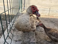 Hausente — Foto 2