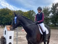 Caballo, Belgian warmblood horse — foto 6