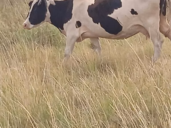 Sigir, Russian Black pied cattle