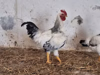 Chickens — الصورة 1