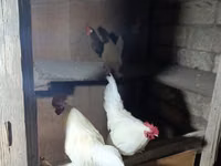 Chickens — الصورة 2