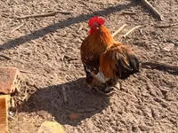 Pekin bantam — foto 3