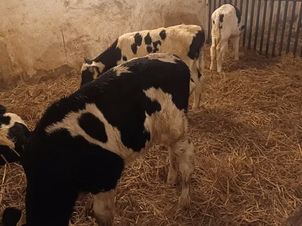 Buqa, Russian Black pied cattle