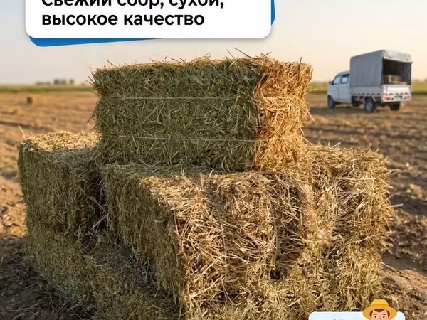 Мош пресс сотамиз