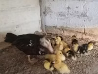 Ducks — الصورة 4