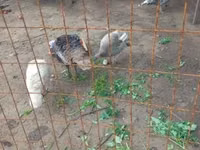 Geese — 写真 3