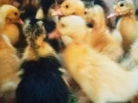 Ducks — foto 3