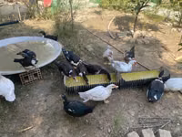 Ducks — foto 6