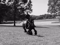 Cavalo, Gypsy horse — foto 3