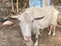 Koza, Fergana goat — zdjęcie 5