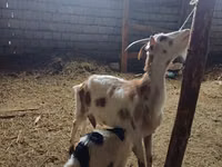 Kozioł, Nubian Goat — zdjęcie 5